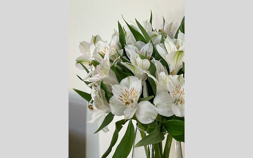 Alstroemeria