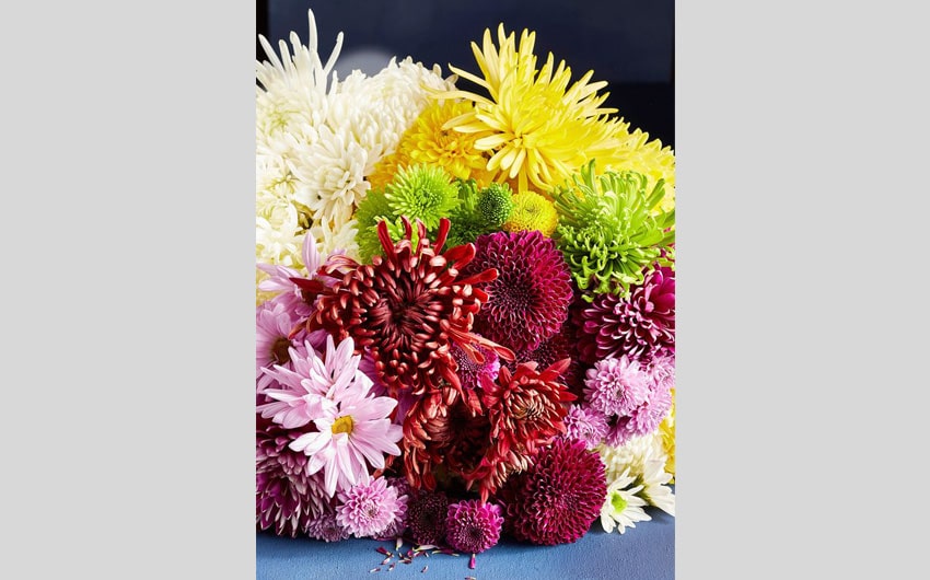 Chrysanthemums