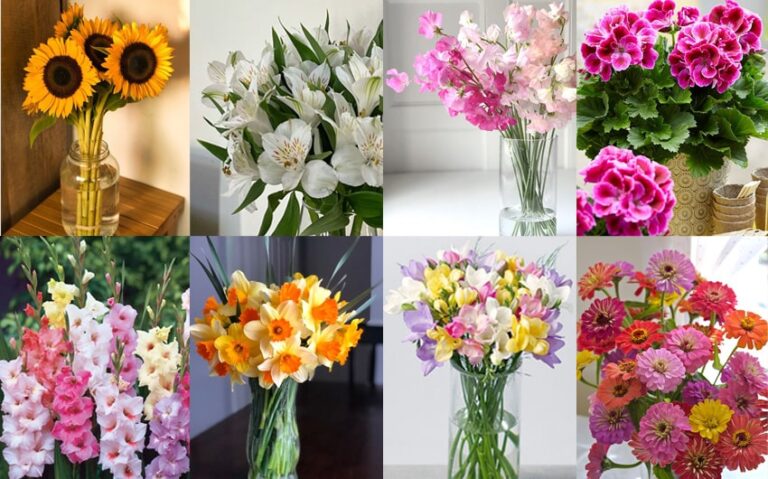 10 Beautiful Flowers That Mean Friendship for Your Besties