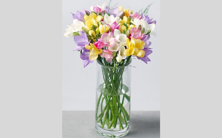 Freesia