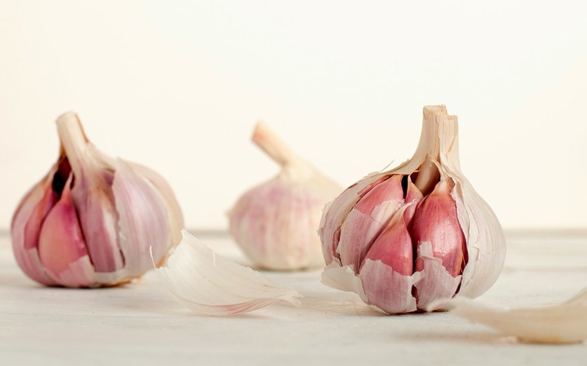 Garlic