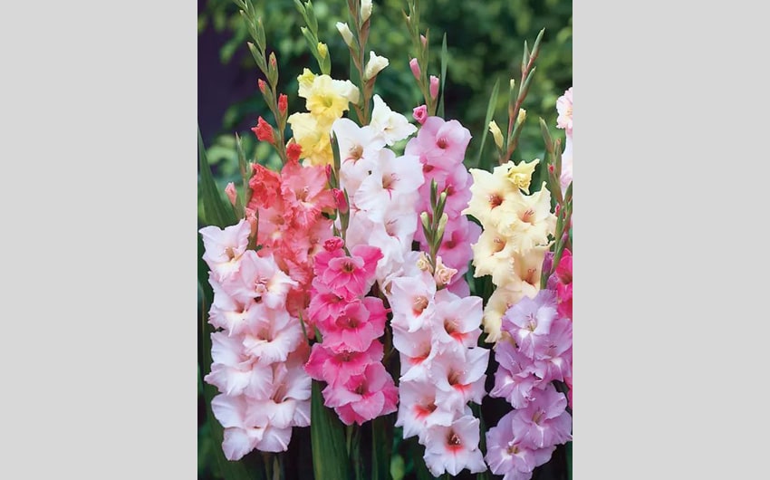 Gladiolus