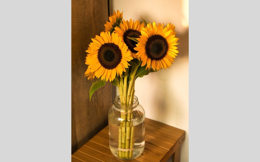 Sunflowers