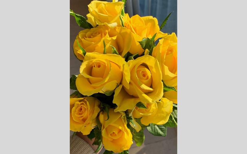 Yellow Roses