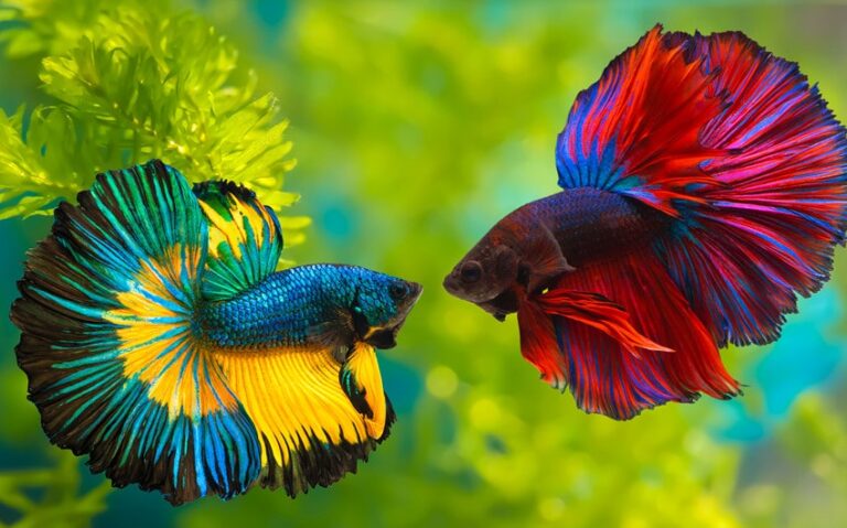 359 Perfect Betta Fish Names for Your Colorful Companion