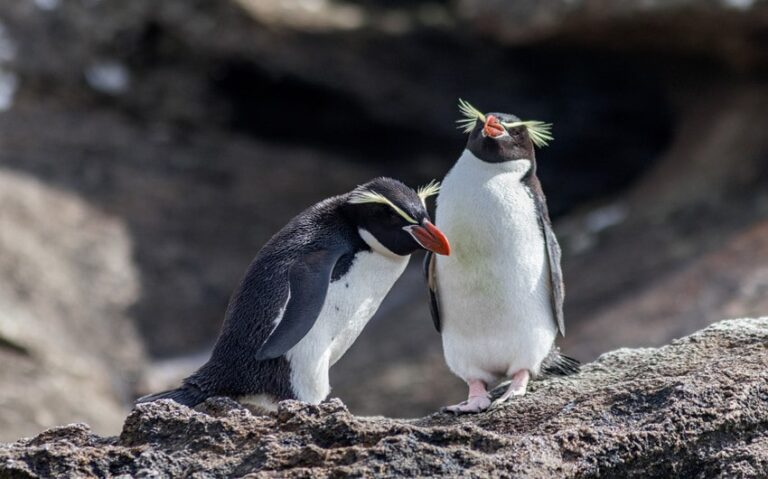 Find the Perfect Name: 216 Names for Penguins