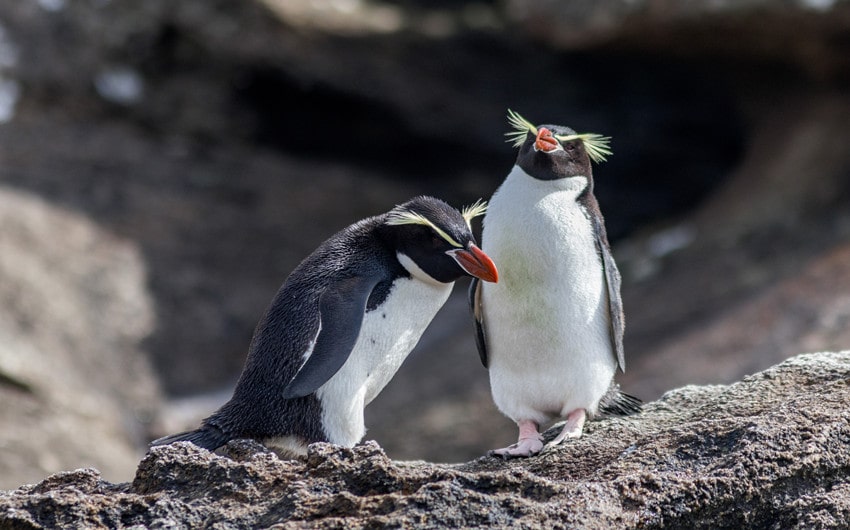 Names for Penguins