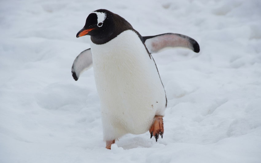 Names for Penguins