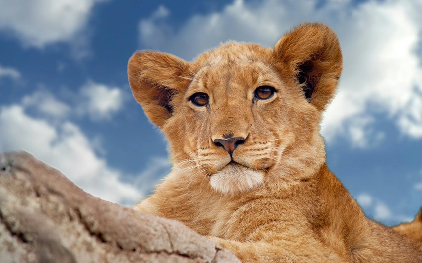 Unisex Names That Mean Lion