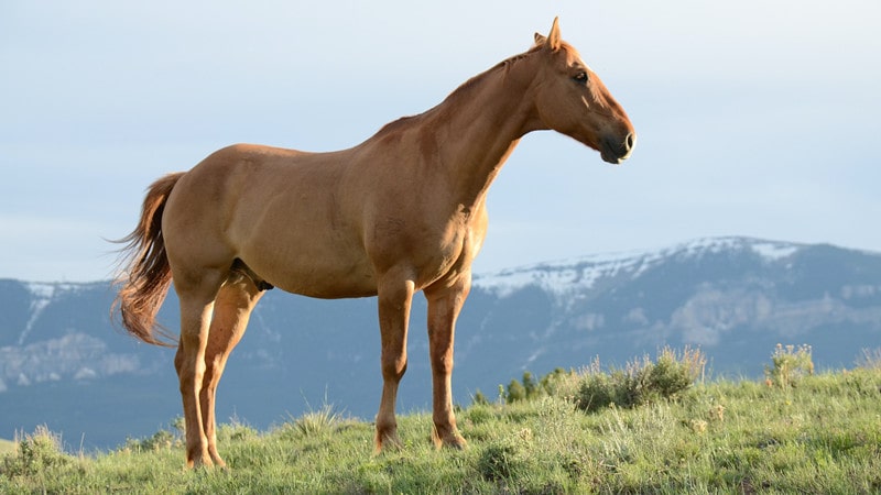 male horse names