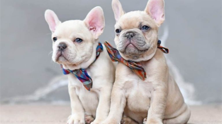 Teacup French Bulldog: Details To Know About The Breed