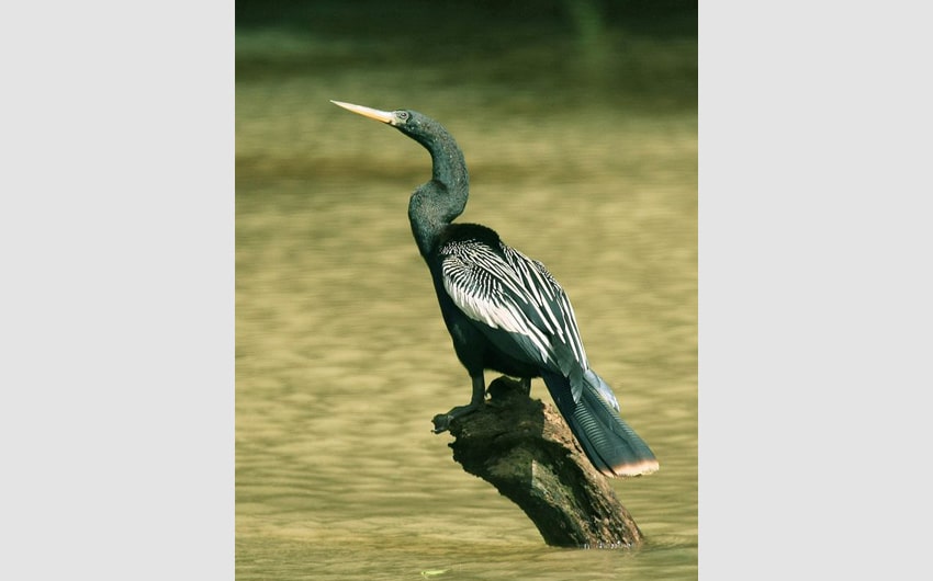 Anhinga