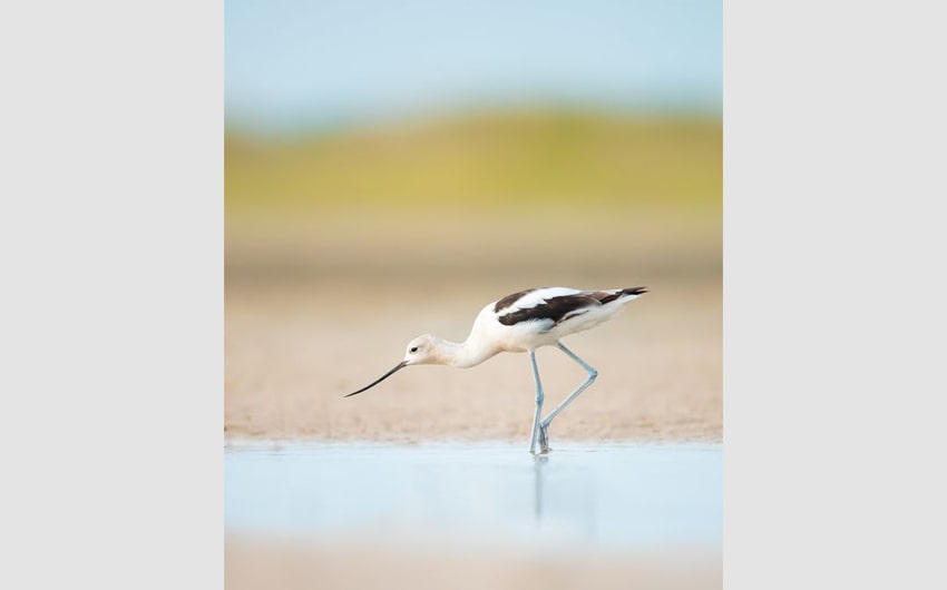 Avocet