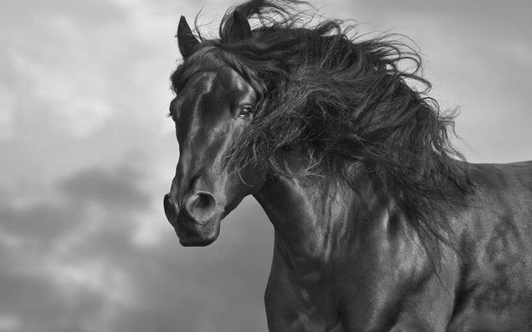 303 Best Black Horse Names to Inspire Your Choice