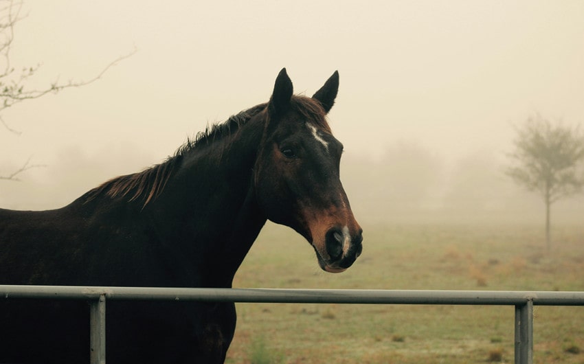 Black Horse Names