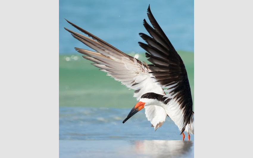 Black Skimmer