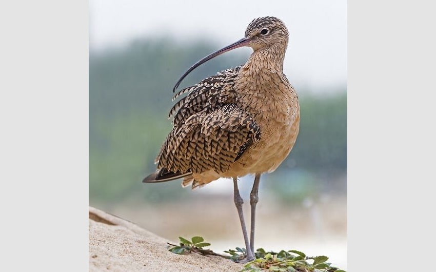 Curlew