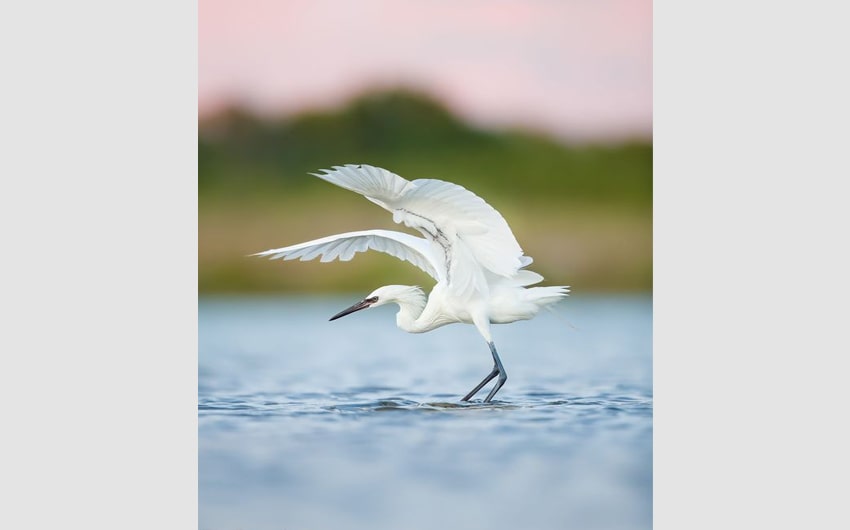 Egret