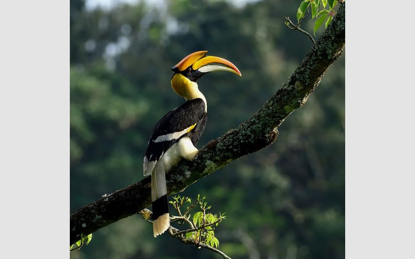 Great Hornbill