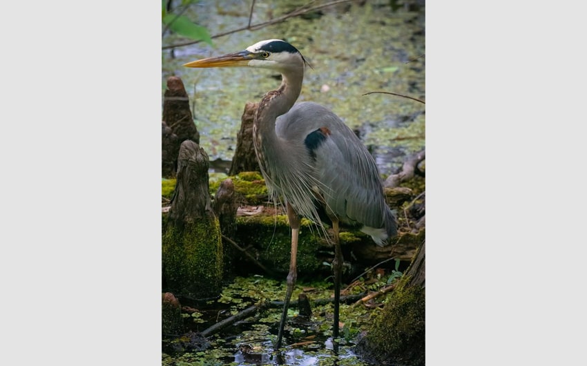 Heron