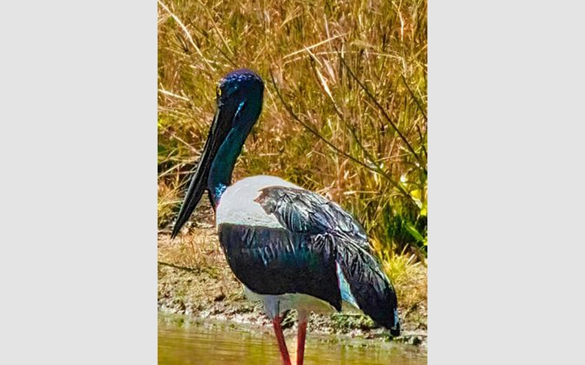 Jabiru