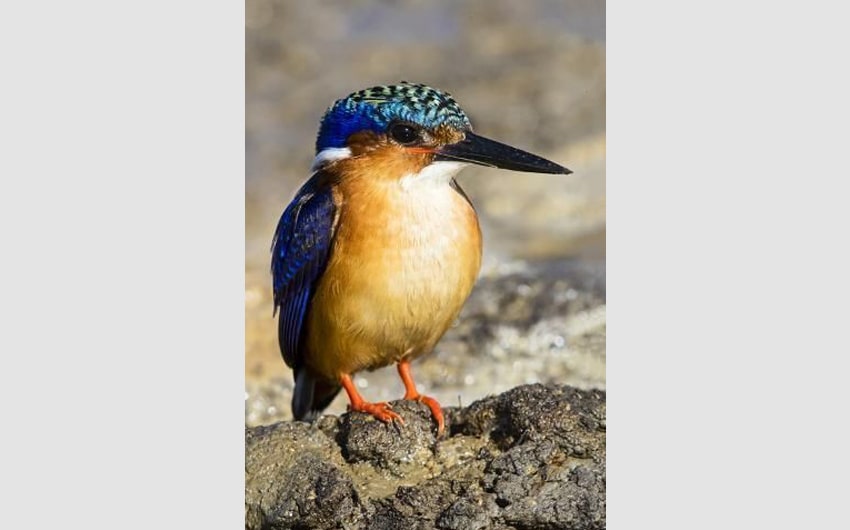 Kingfisher