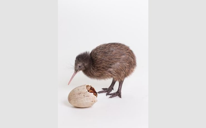 Kiwi