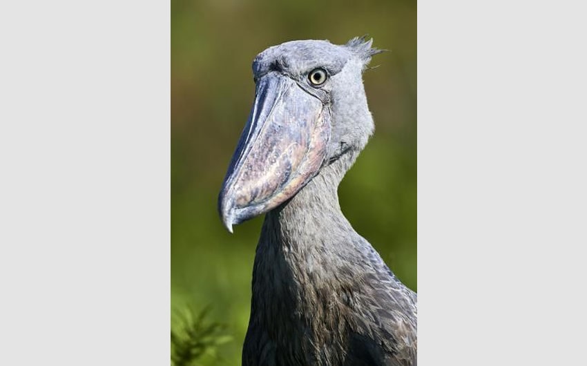 Shoebill