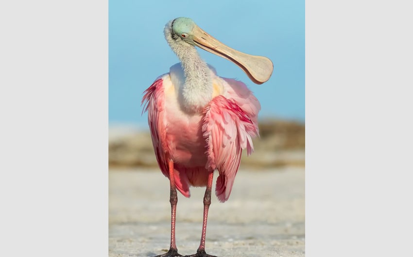 Spoonbill