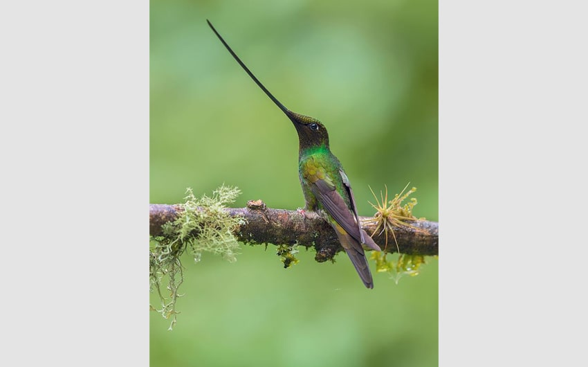 Sword billed Hummingbird