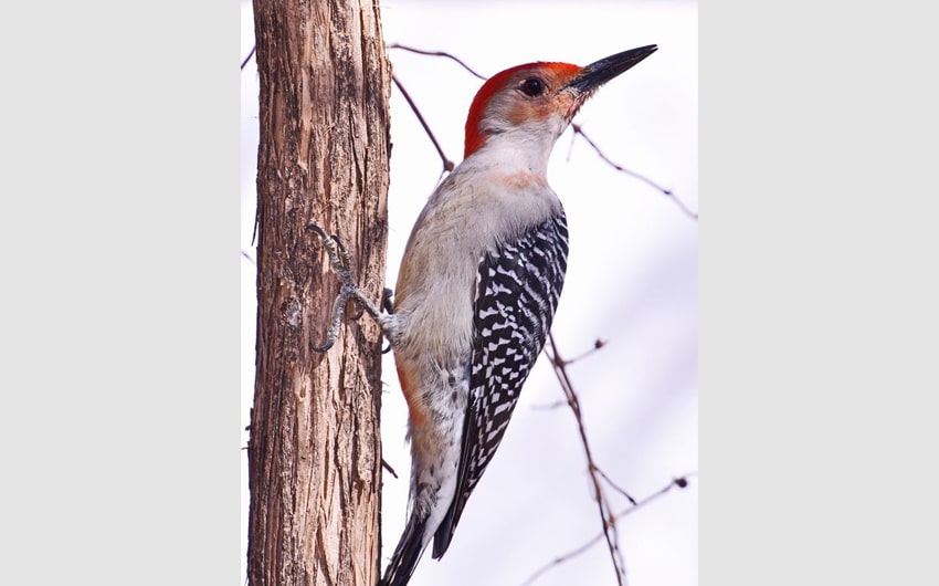 Woodpecker