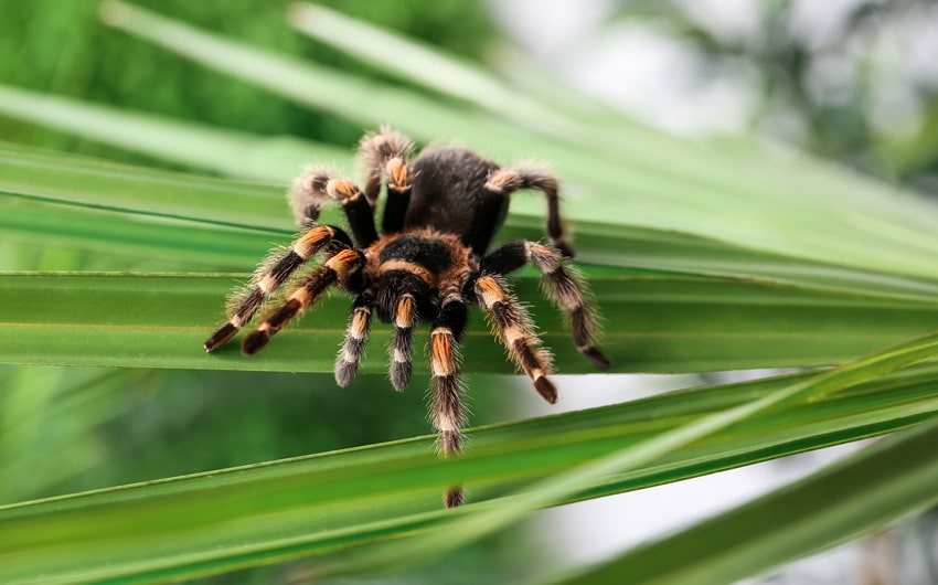 tarantula names