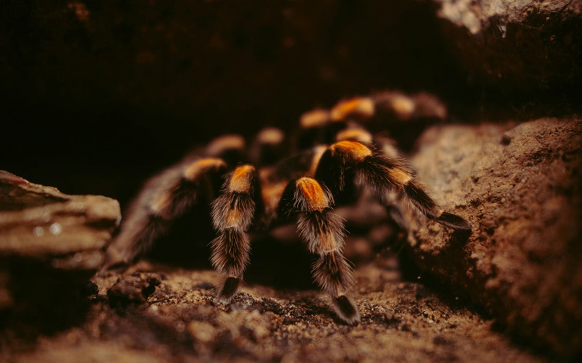 tarantula names