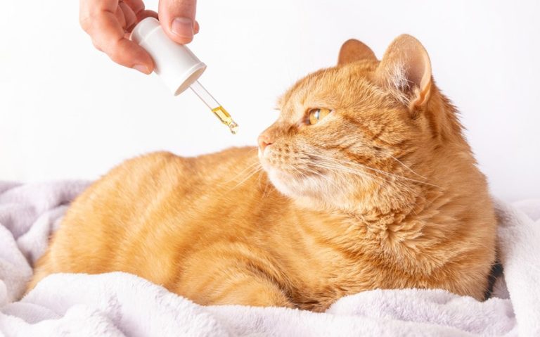 Factors to Consider Before Buying CBD for Cats