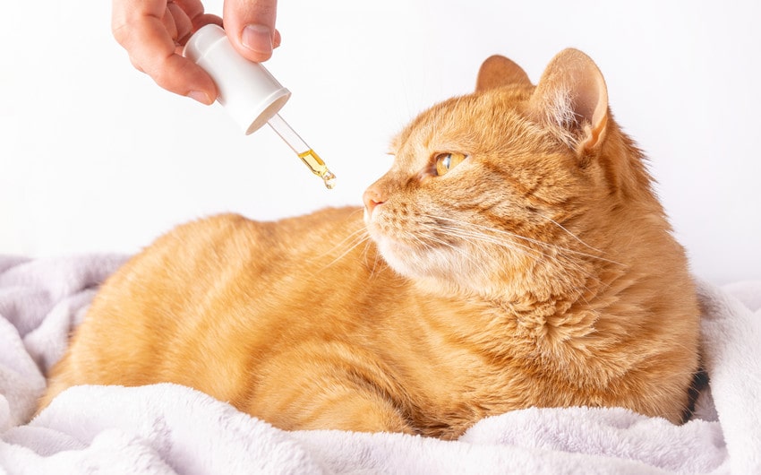 Buying CBD for Cats