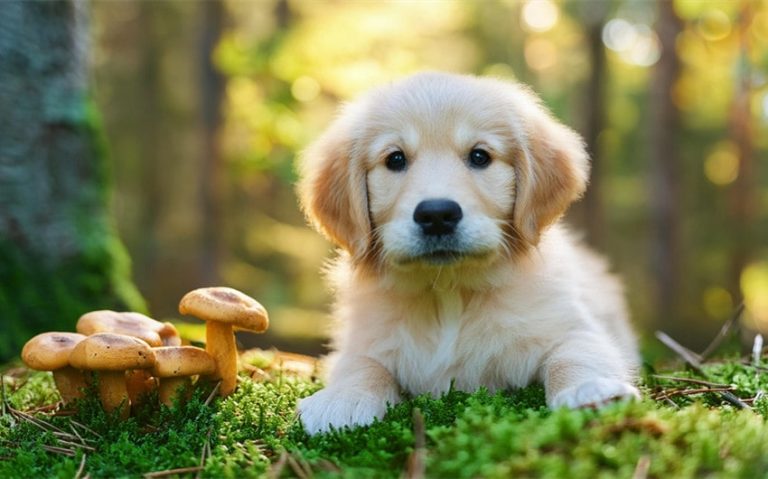 Why Should Pet Parents Use Mushrooms for Dogs with Cancer?