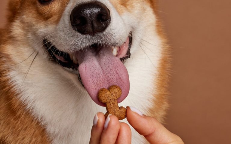 Healthy Homemade Treats for Your Dog: Recipes and Tips